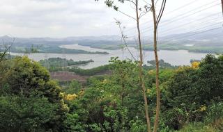 深圳马峦山郊野公园可以带狗吗 宝安平峦山公园