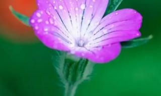 花开半夏歌词魏晨 花开半夏主题曲